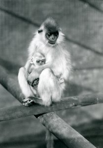 A Capped Langur holding baby while sitting on a beam, London Zoo, 11th November 1913 by Frederick William Bond